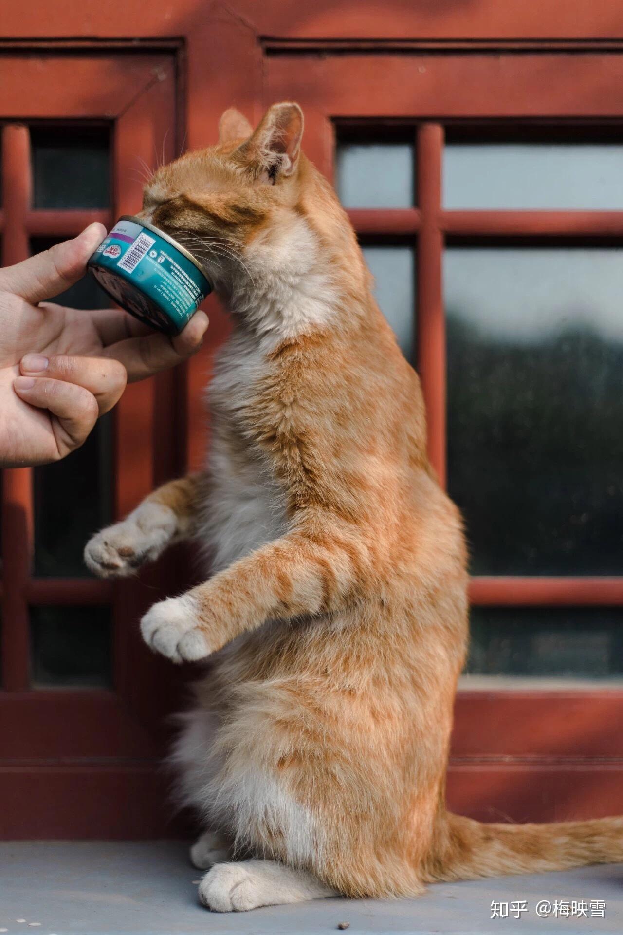 红地毯佳作会说话的猫