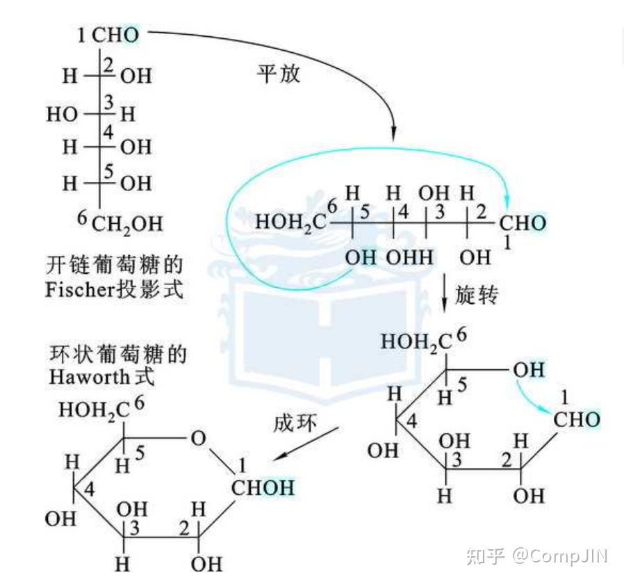 Ccho 糖类Saccharide ~甘兎へようこそ☆~【CCHO笔记】 - 知乎