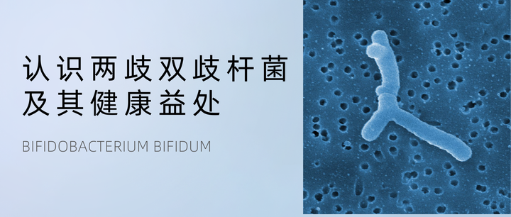 认识两歧双歧杆菌(Bifidobacterium bifidum)及其健康益处 - 知乎