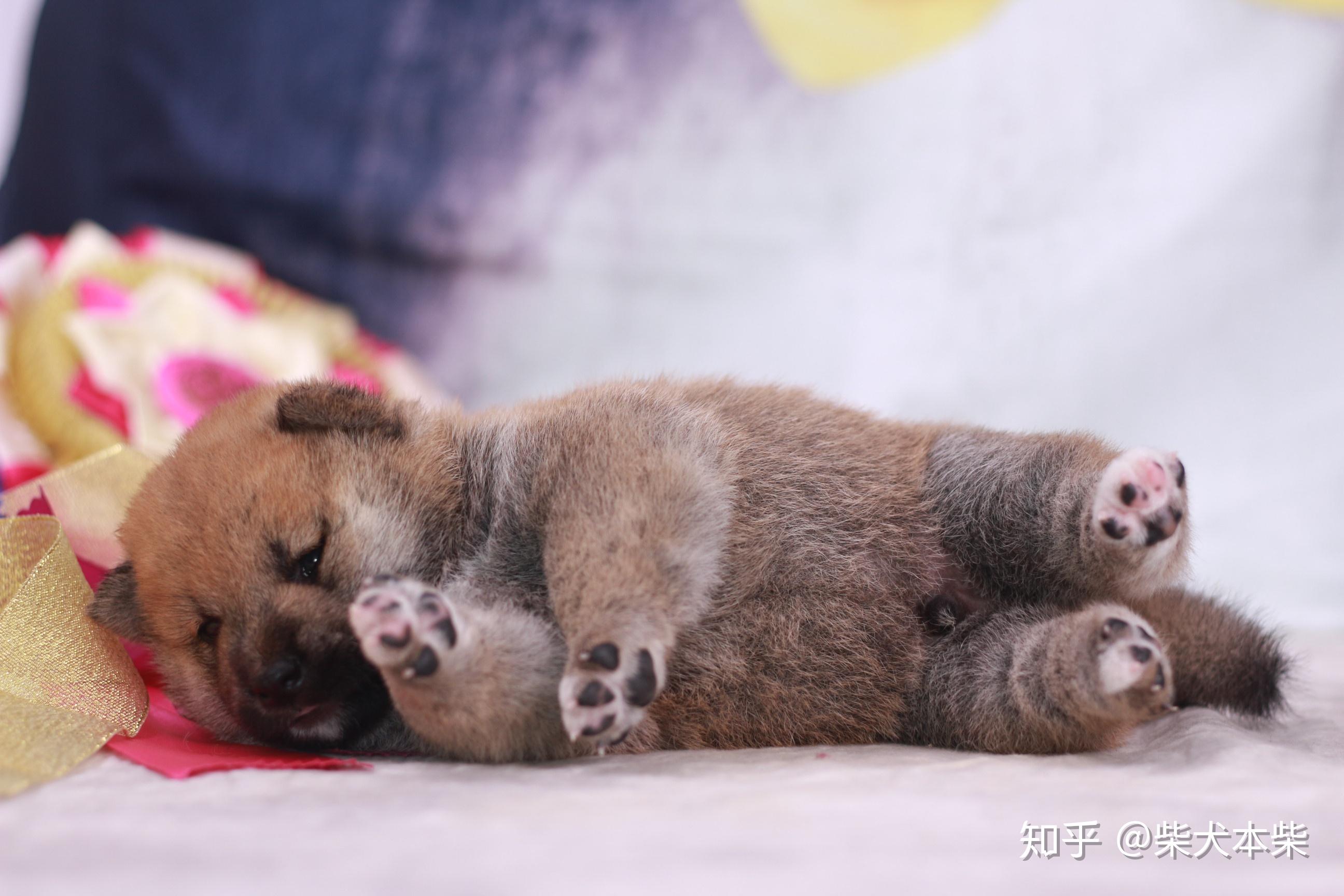 柴犬幼犬壁纸图片