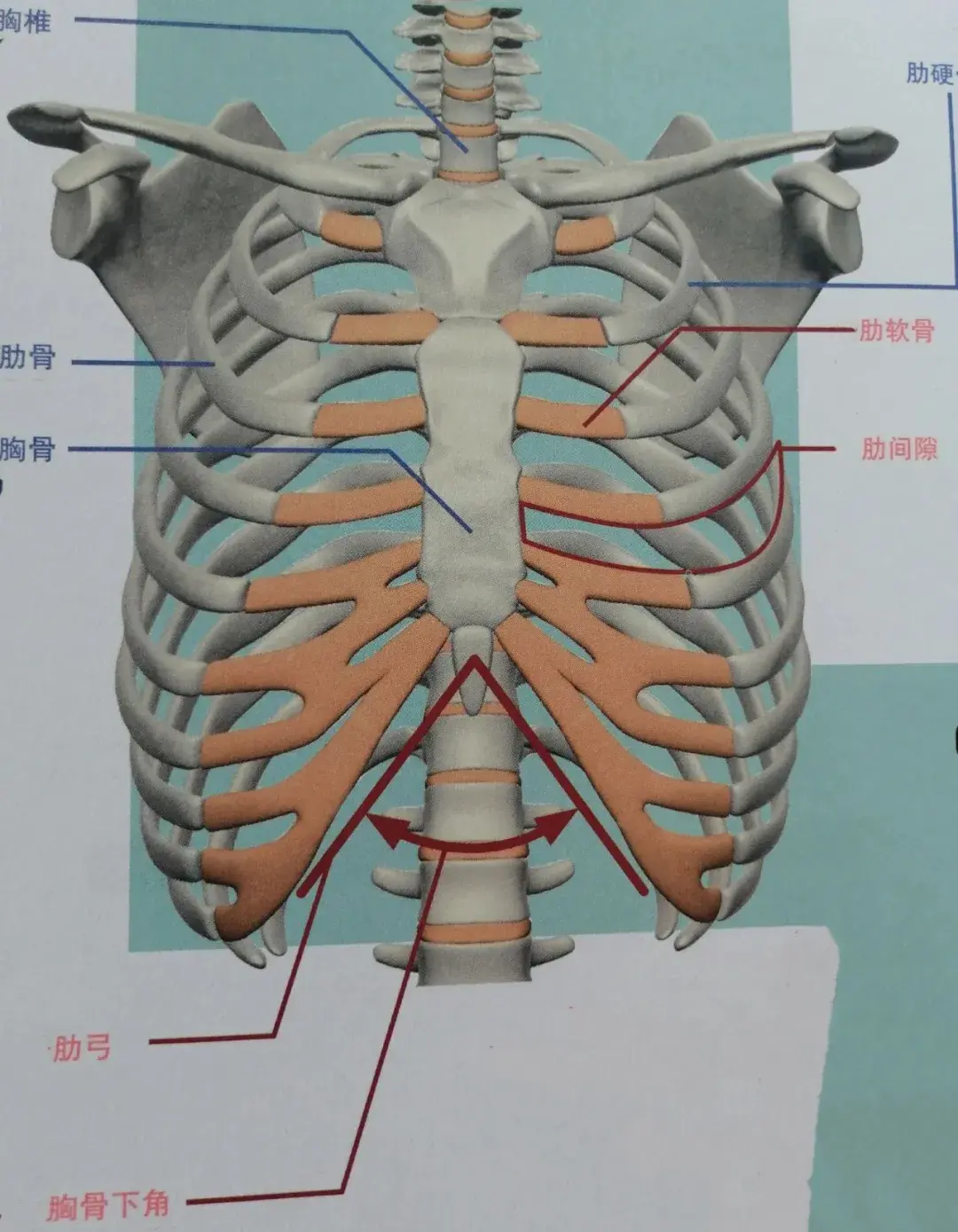 自查!你的肋骨有外翻吗?该如何自我纠正? - 知乎