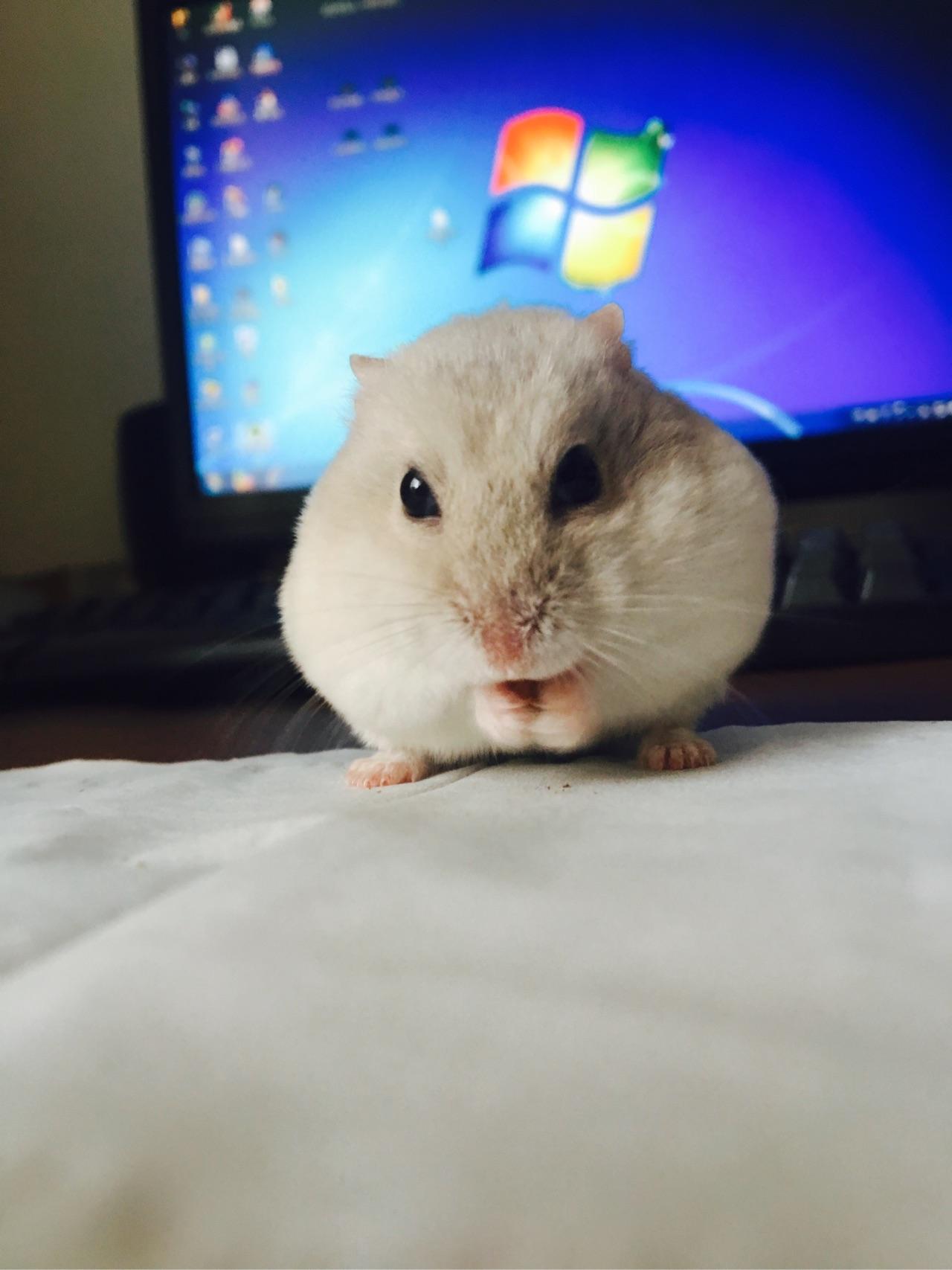 北方和南方吃饺子的蘸料是什么