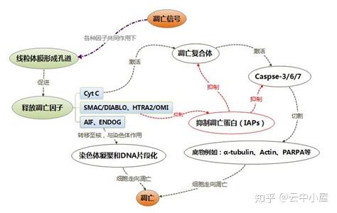 细胞凋亡简图图片