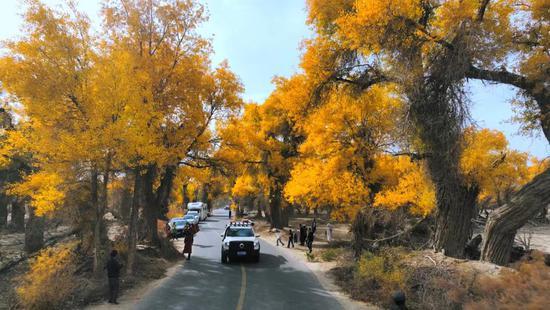 新疆轮台县100余平方公里原始胡杨林迎来最佳观赏季