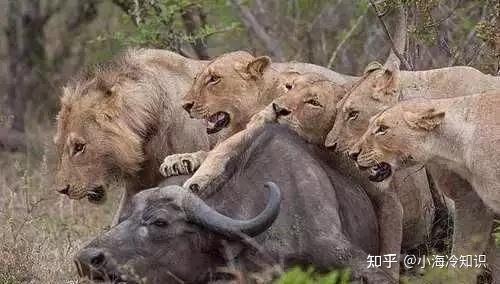 狮子是如何在捕猎中合作的？ - 知乎