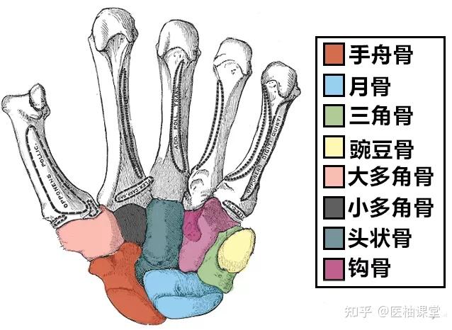 上肢骨+下肢骨高清解剖图谱!临床必备! - 知乎