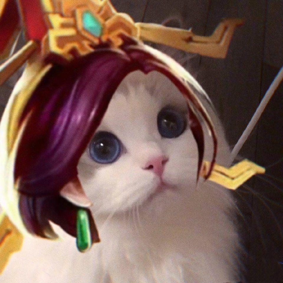 谁有王者荣耀最近非常火的猫咪接头的呀