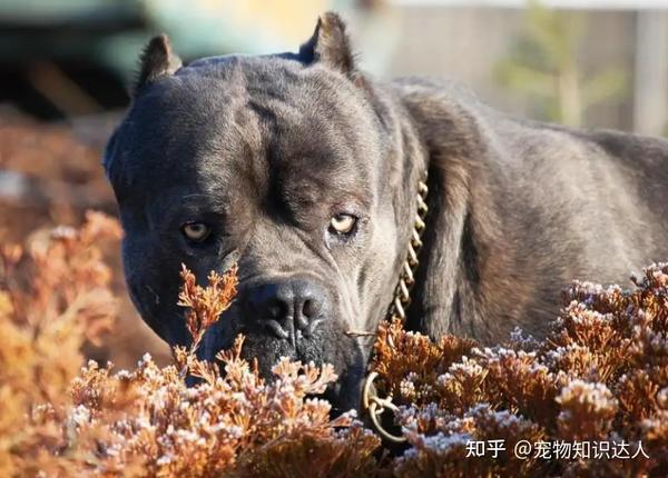 打斗能力强的“7大猛犬”，家里养一只，睡觉都踏实了！ - 知乎