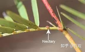 【植物学笔记】植物组织（四） - 知乎