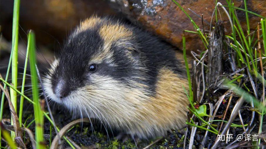 旅鼠被人类造谣了怎么办在线等急