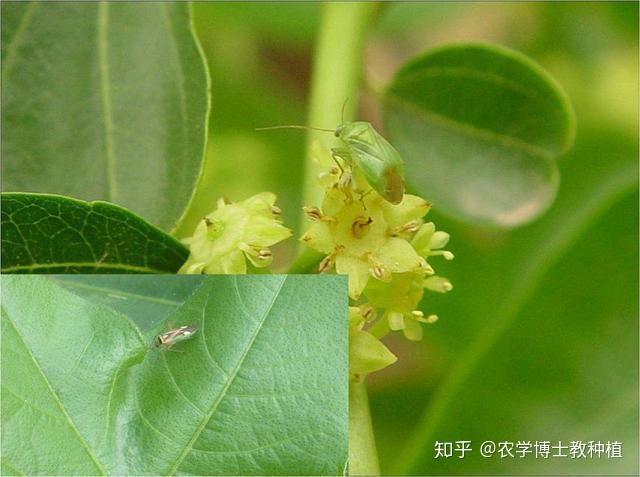 枣树种植很麻烦？掌握一项关键技术，保证大枣挂满枝头 - 知乎