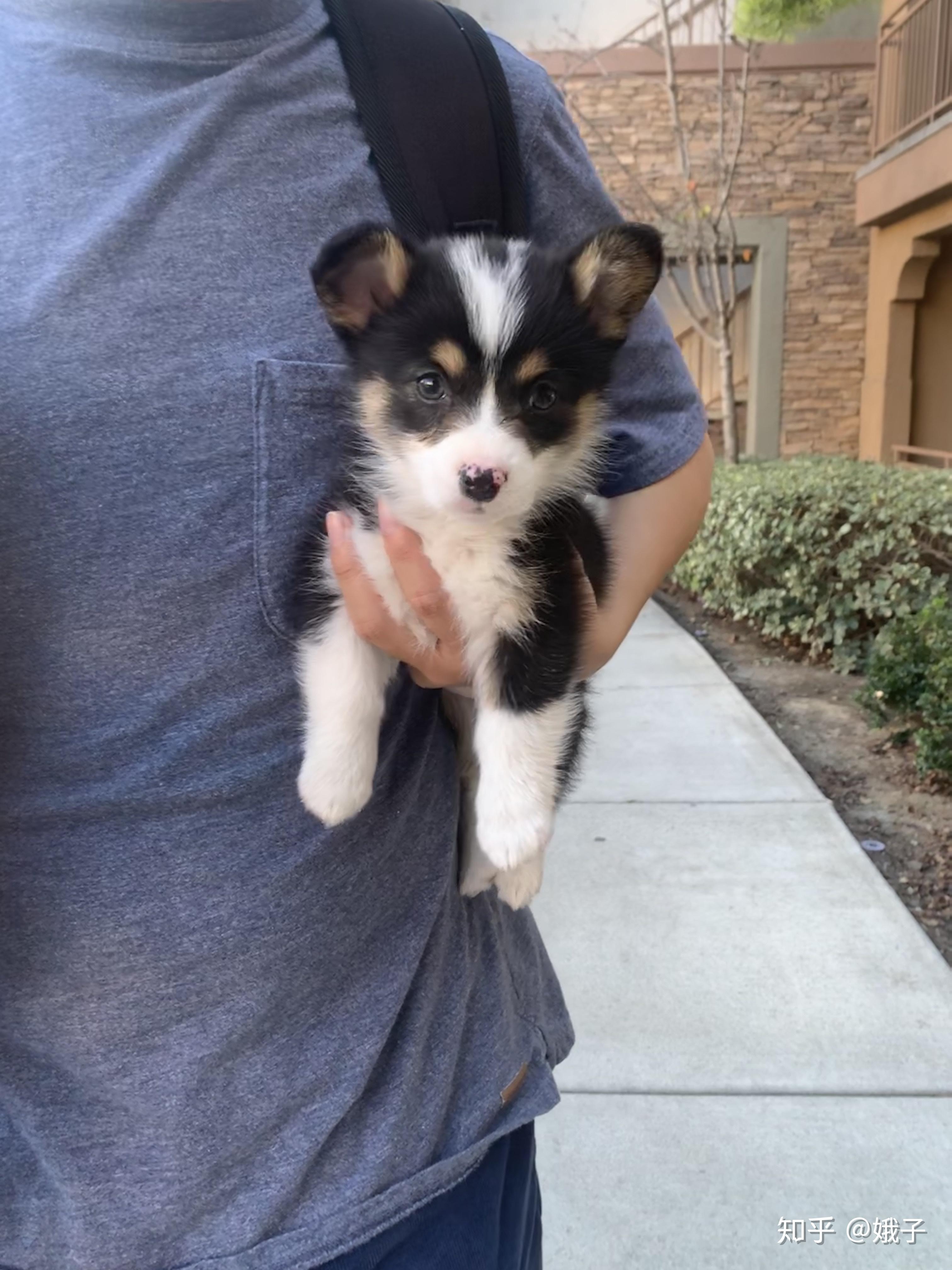 大家更喜欢三色还是双色柯基