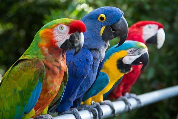 三分钟了解《华盛顿公约》