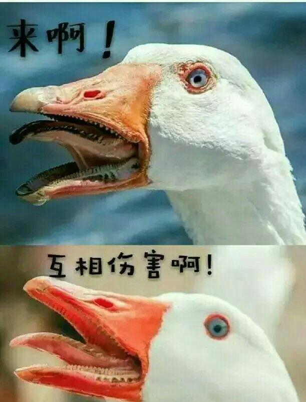 公鸡和大鹅哪个打架厉害一点?