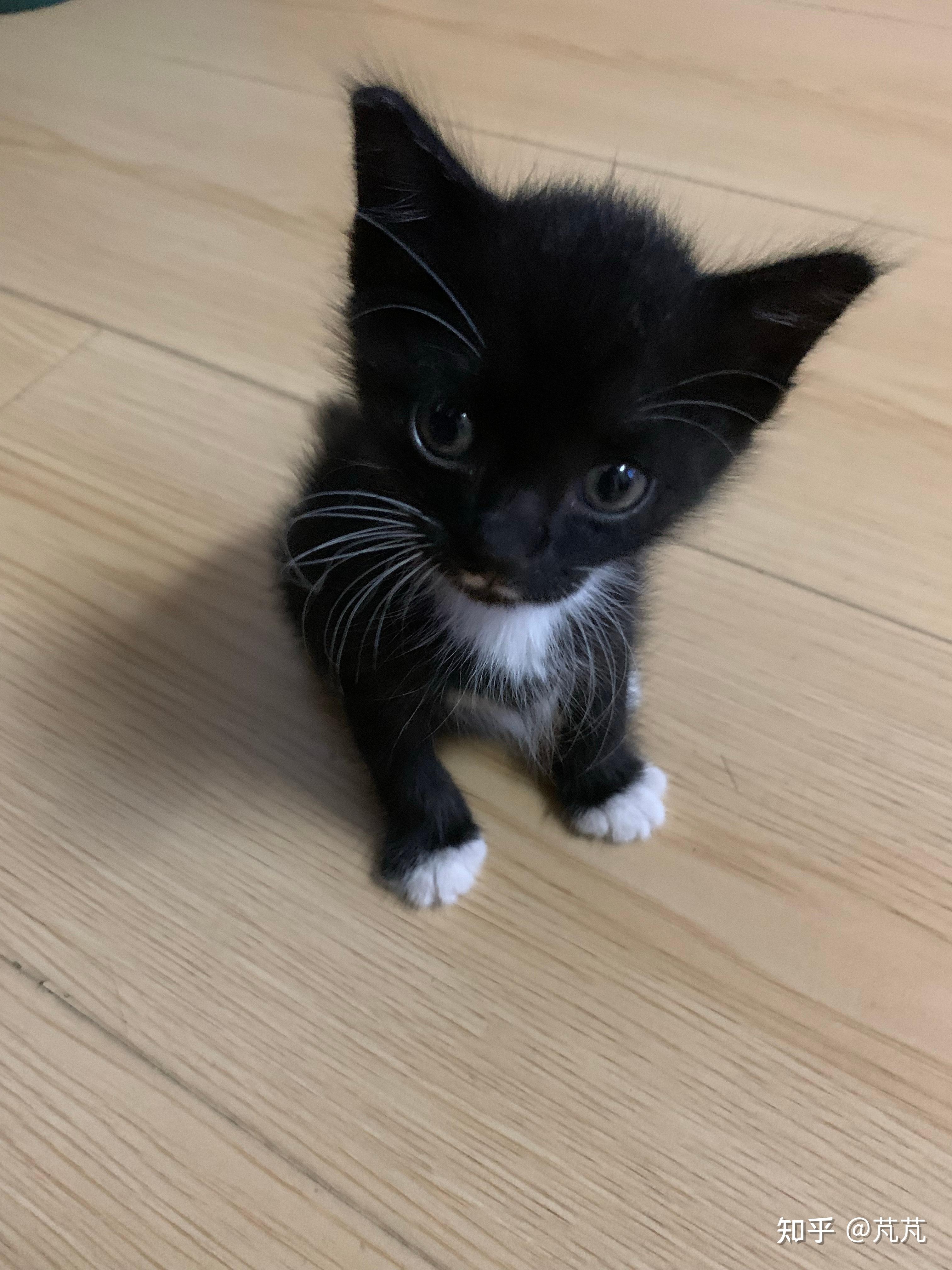 狸花猫可以漂亮到什么程度?