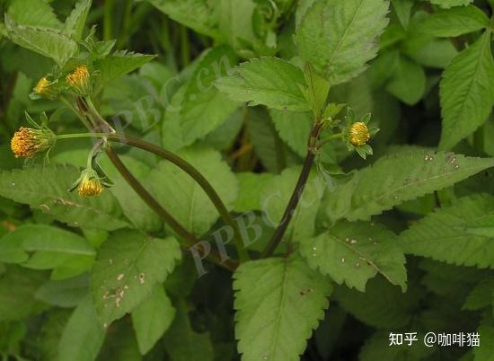 金盏银盘与鬼针草的区别是什么? - 知乎