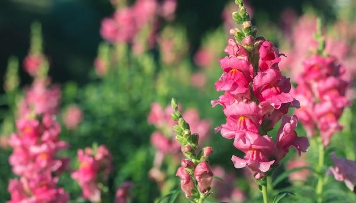 4月16日诞生花—日本杜鹃花这种杜鹃花很大,多呈橙色和黄色.有毒性.