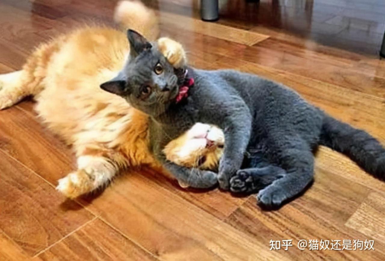 为何猫咪交配结束后,母猫会转头攻击公猫? - 知乎