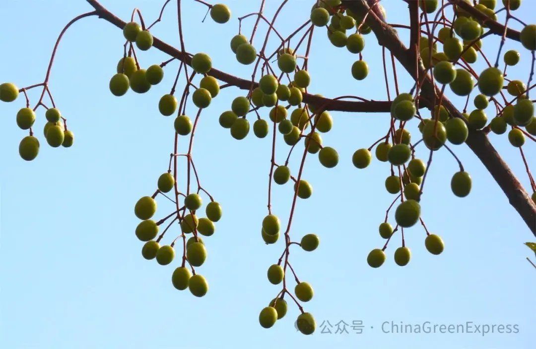 普通而新奇的楝树:虽味苦却有大用途 - 知乎