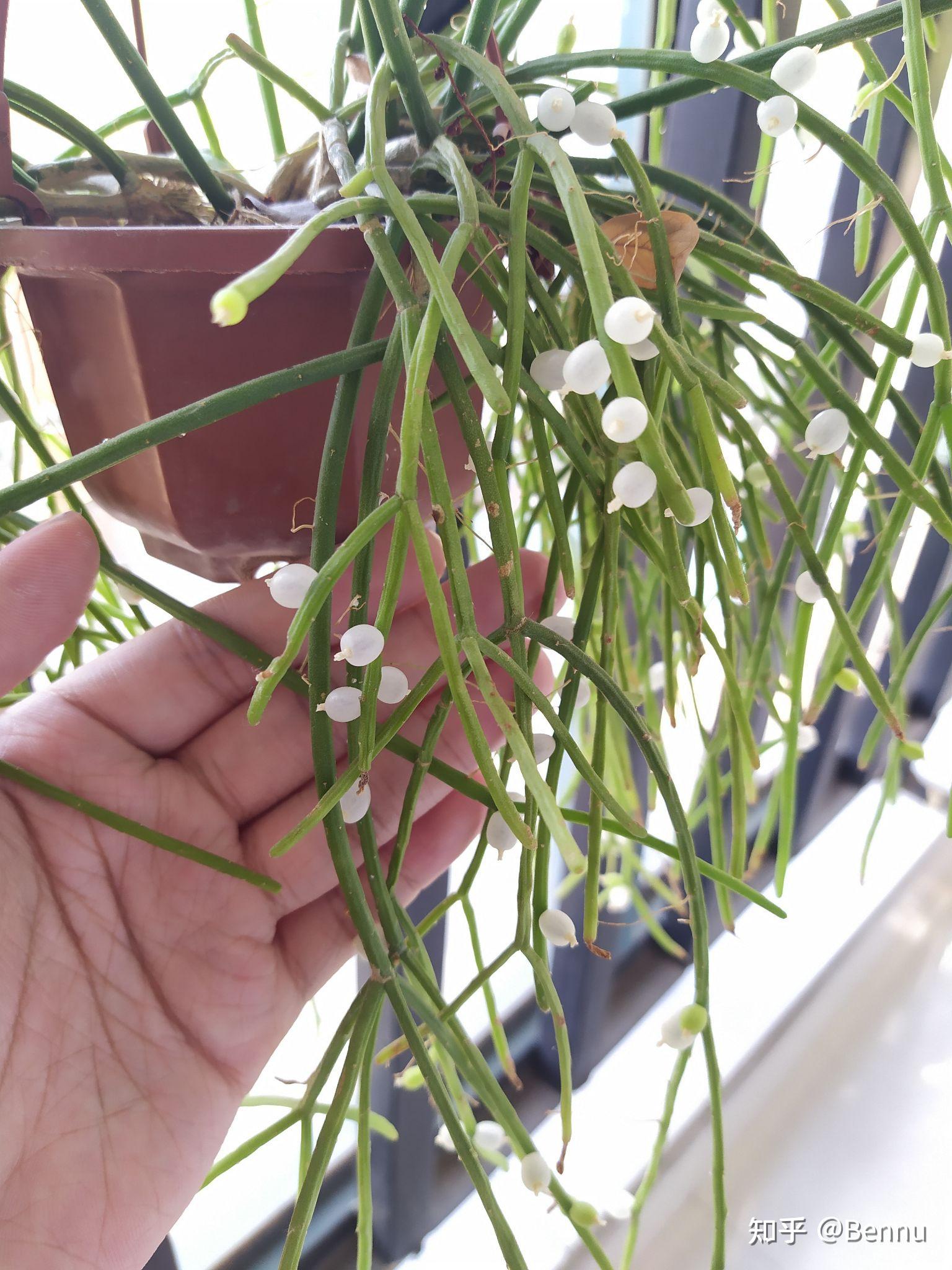 植物仙人掌科漿果絲葦rhipsalisbaccifera