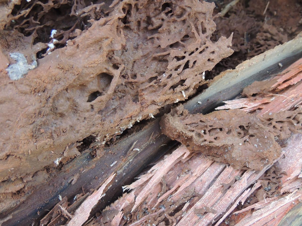 木料如何防白蚁