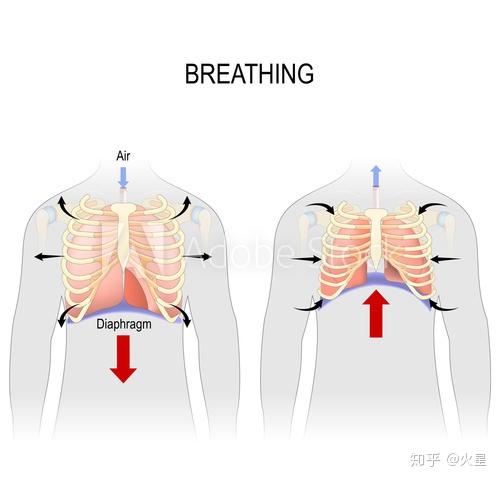 胸廓角度180啥样的图图片