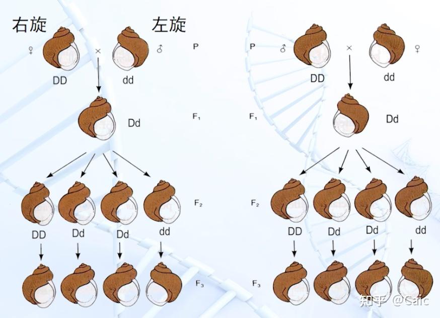 Aa×AA遗传图图片