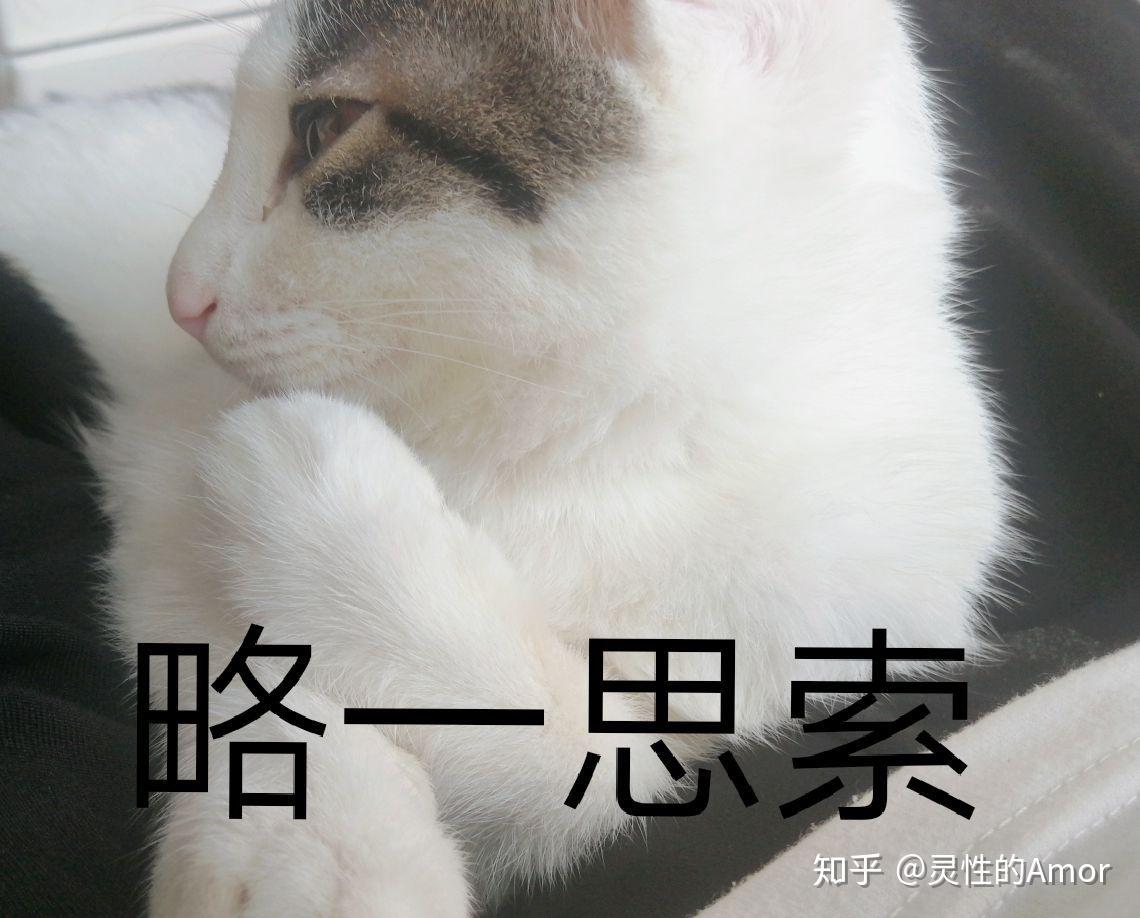 养土猫就这么被人看不起吗