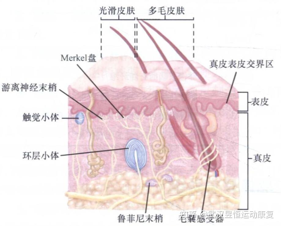 4,环层小体在皮肤深层和关节囊都广泛分布