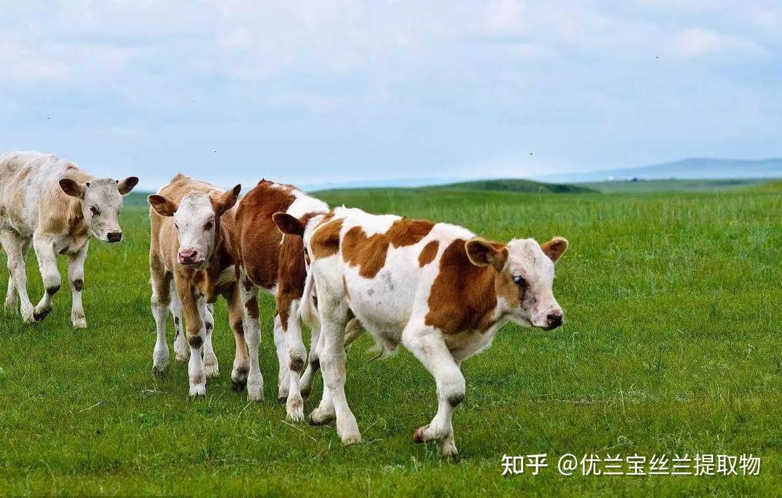 反刍动物对非蛋白氮的安全利用 - 知乎
