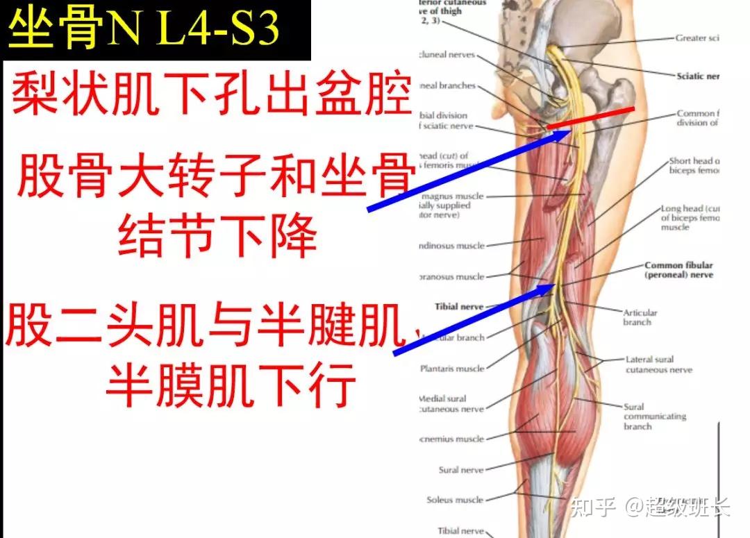 解剖走形:坐骨神经经梨状肌下孔出骨盆到臀部,在臀大肌深面向下行