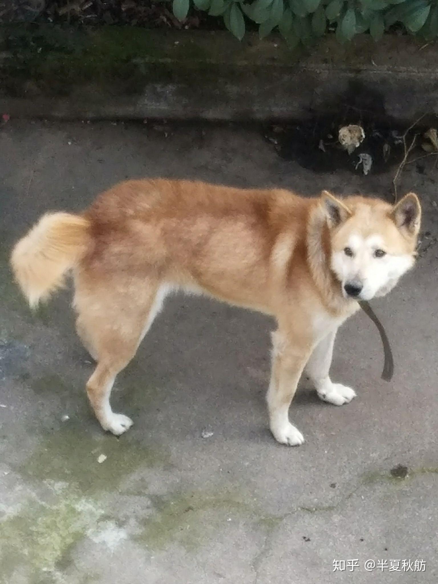 土狗长大什么样