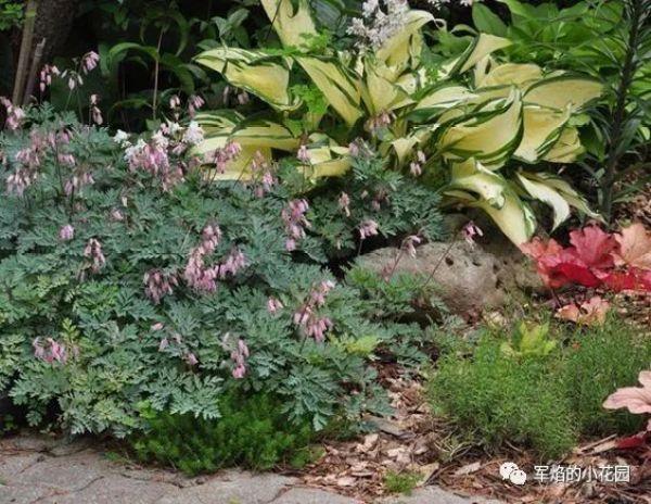 花園植物荷包牡丹陰生花園裡的亮色