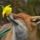 露申辛夷 - 知乎