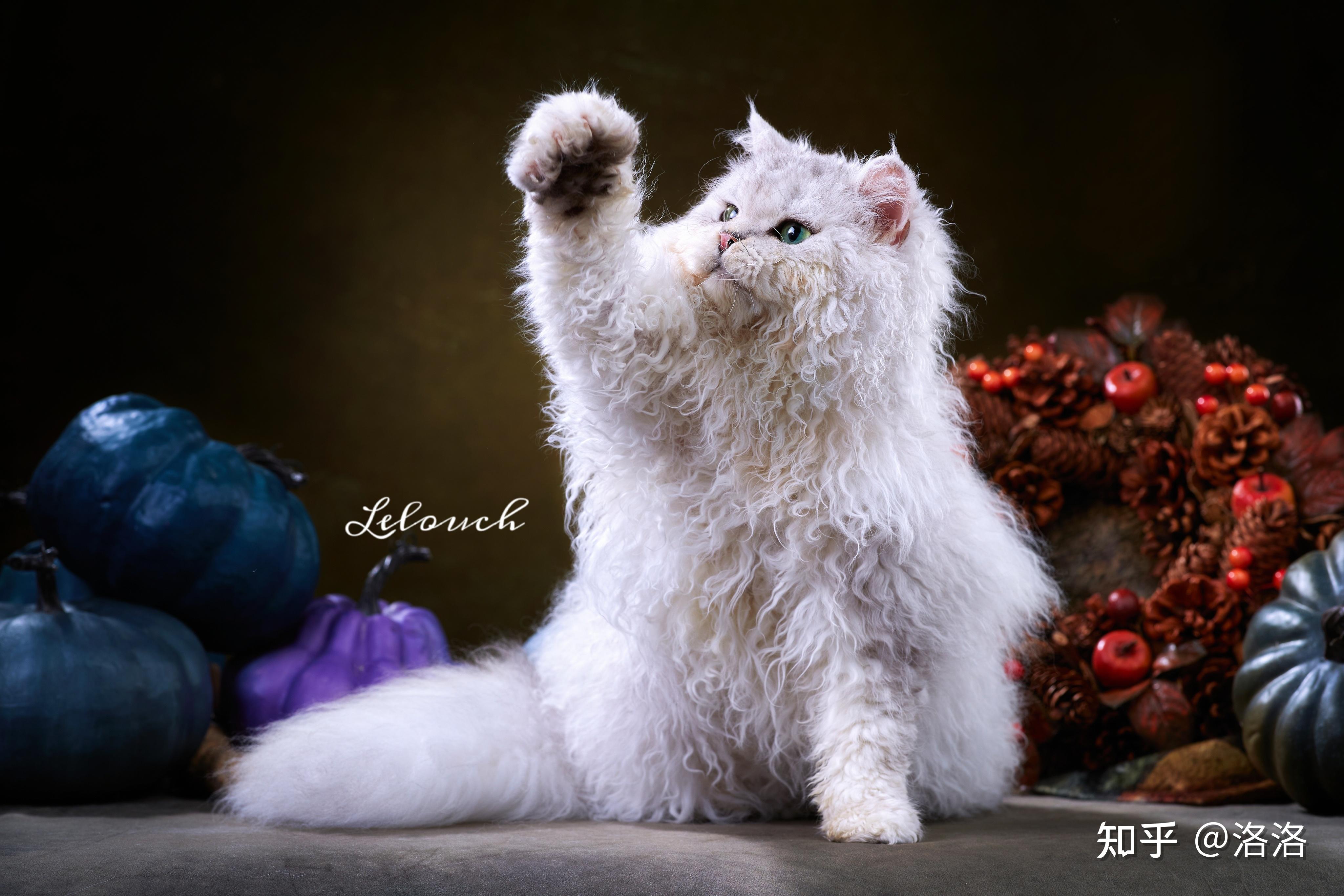 卷毛猫塞尔凯克如何鉴别? - 知乎