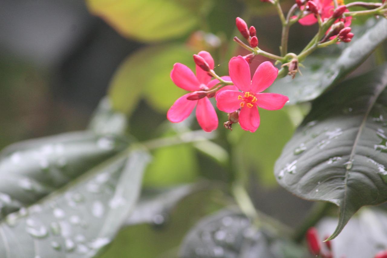 月季株型选择指南