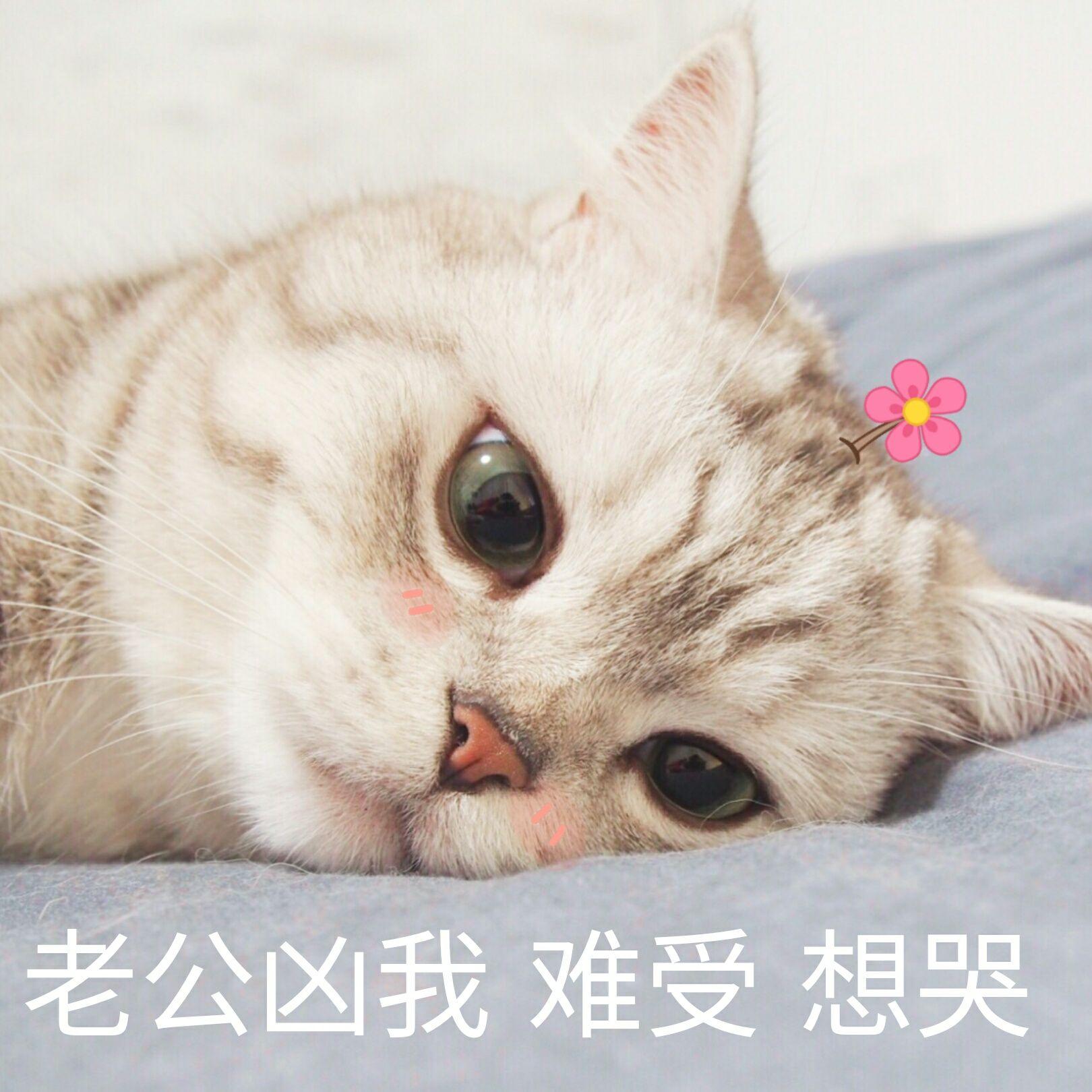 有没有可以给对象发的撒娇的表情包