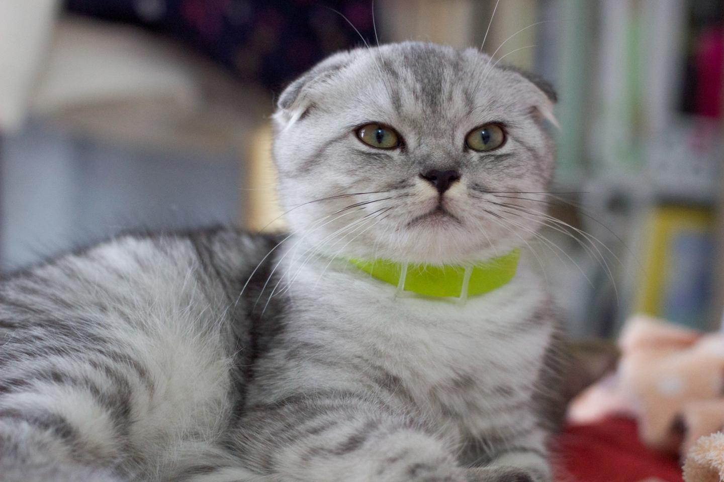 为什么不养折耳猫 真相全在这 知乎 为什么不养折耳猫 真相全在这 知乎