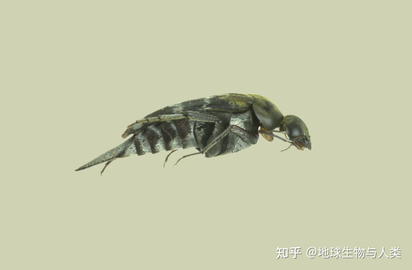 【动物界全系列】拟步行虫总科—花蚤科 - 知乎