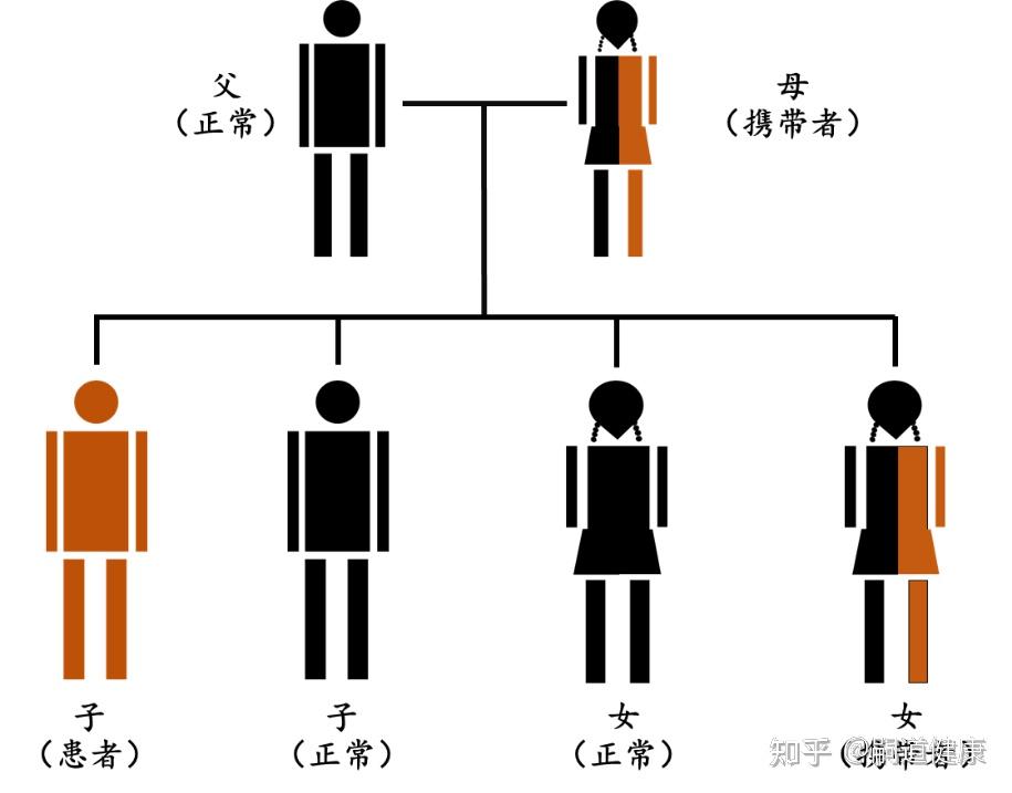 血友病遗传图谱图片