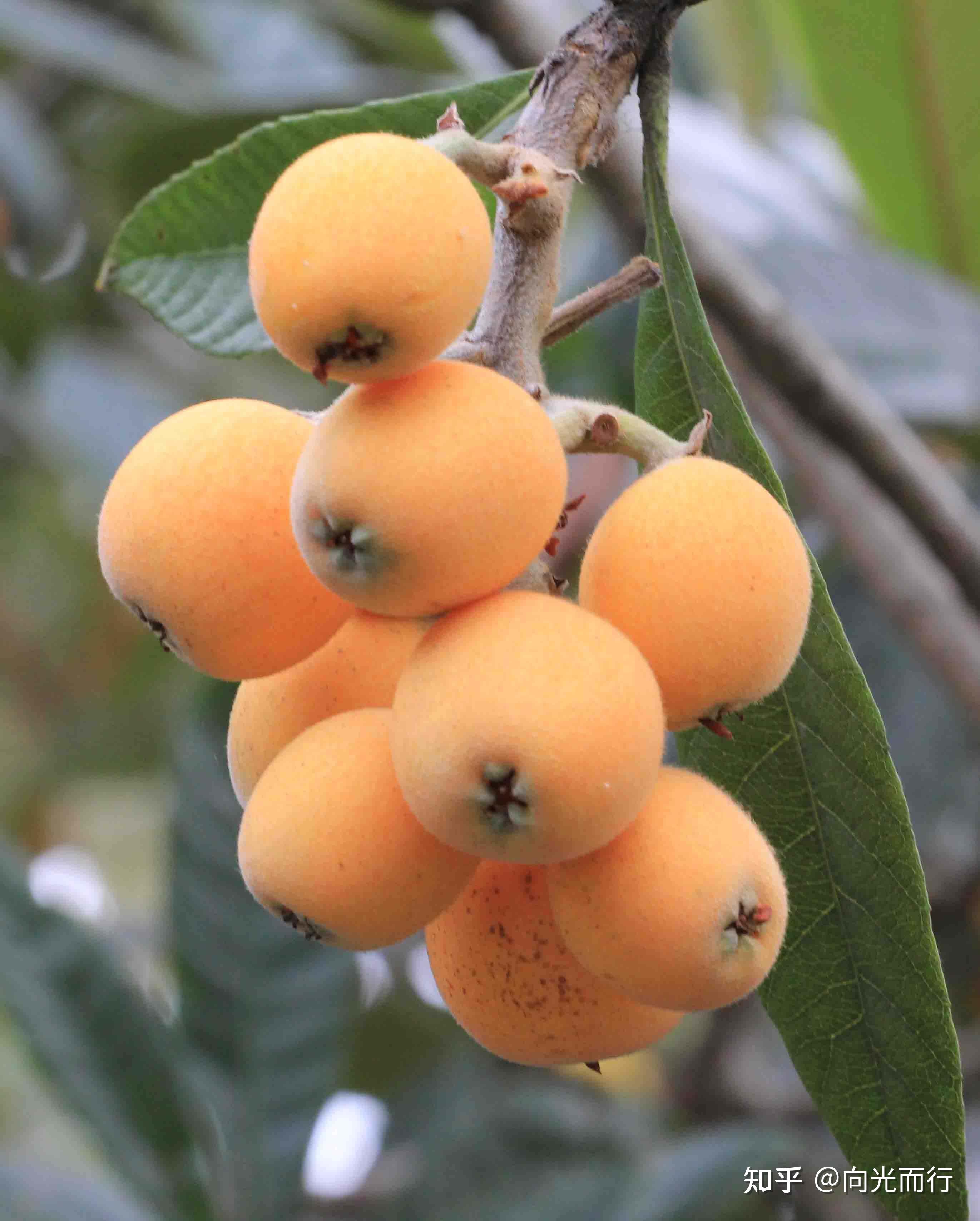 名言美文26——东园载酒西园醉, 摘尽枇杷一树金