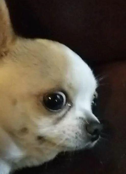 哪里有超超超超超绝的可爱吉娃娃表情包呢这里ヽ07з