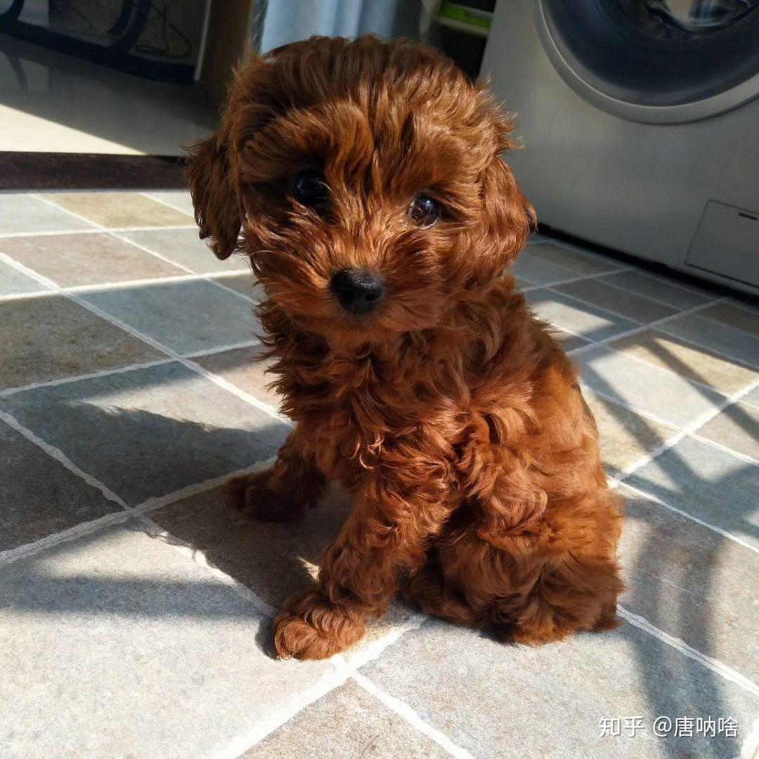 泰迪小时候的照片长什么样? - 知乎