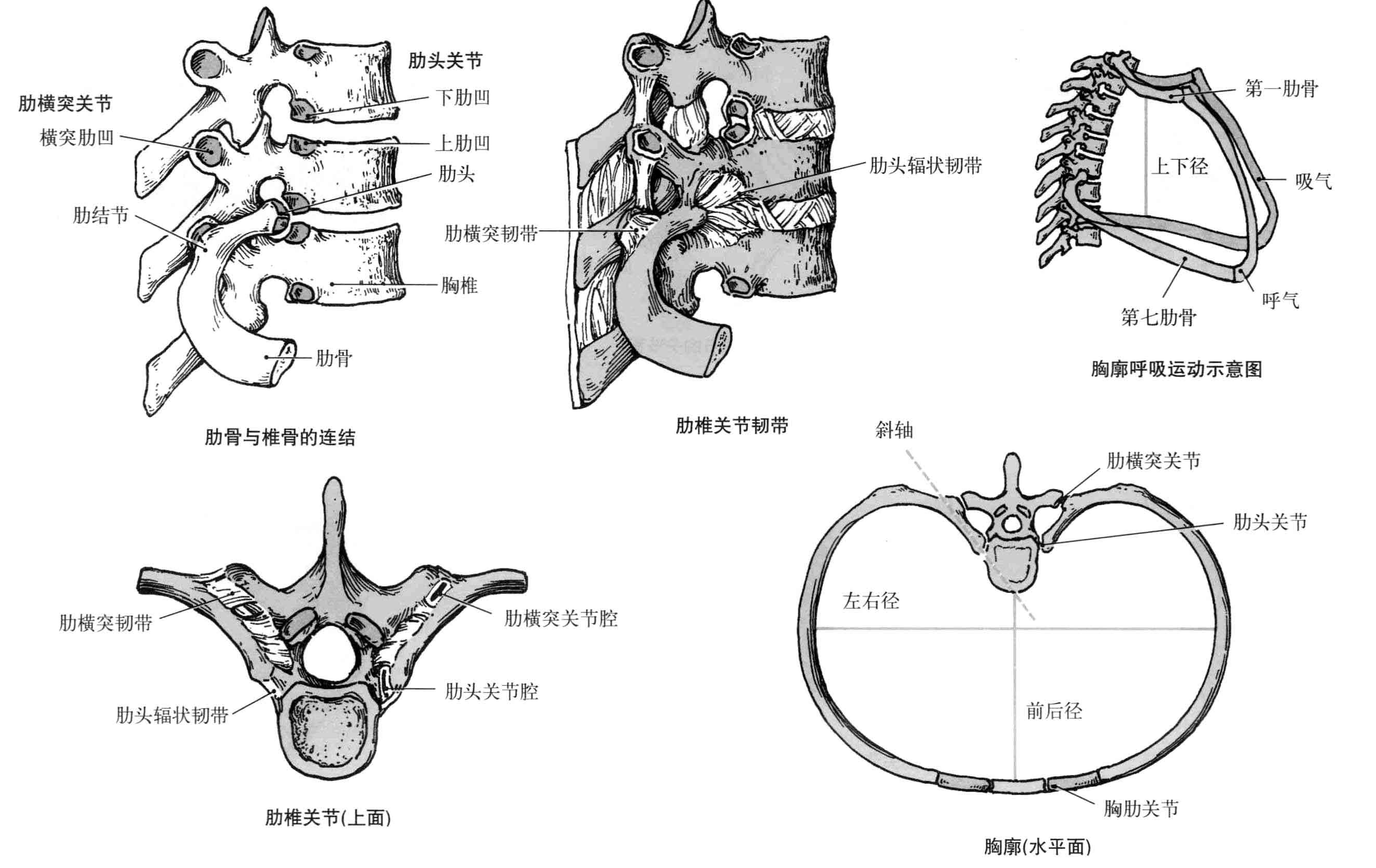 胸椎的3D解剖_哔哩哔哩_bilibili