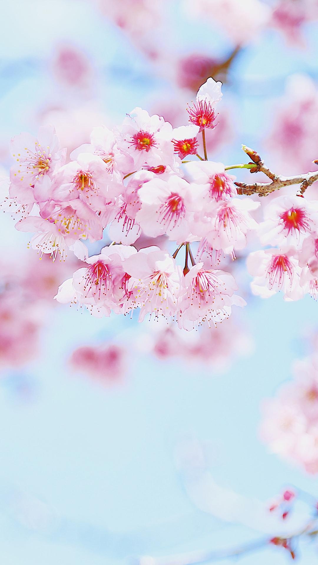 每到樱花盛开时节很多人都会前往 去欣赏美丽的樱花胜景
