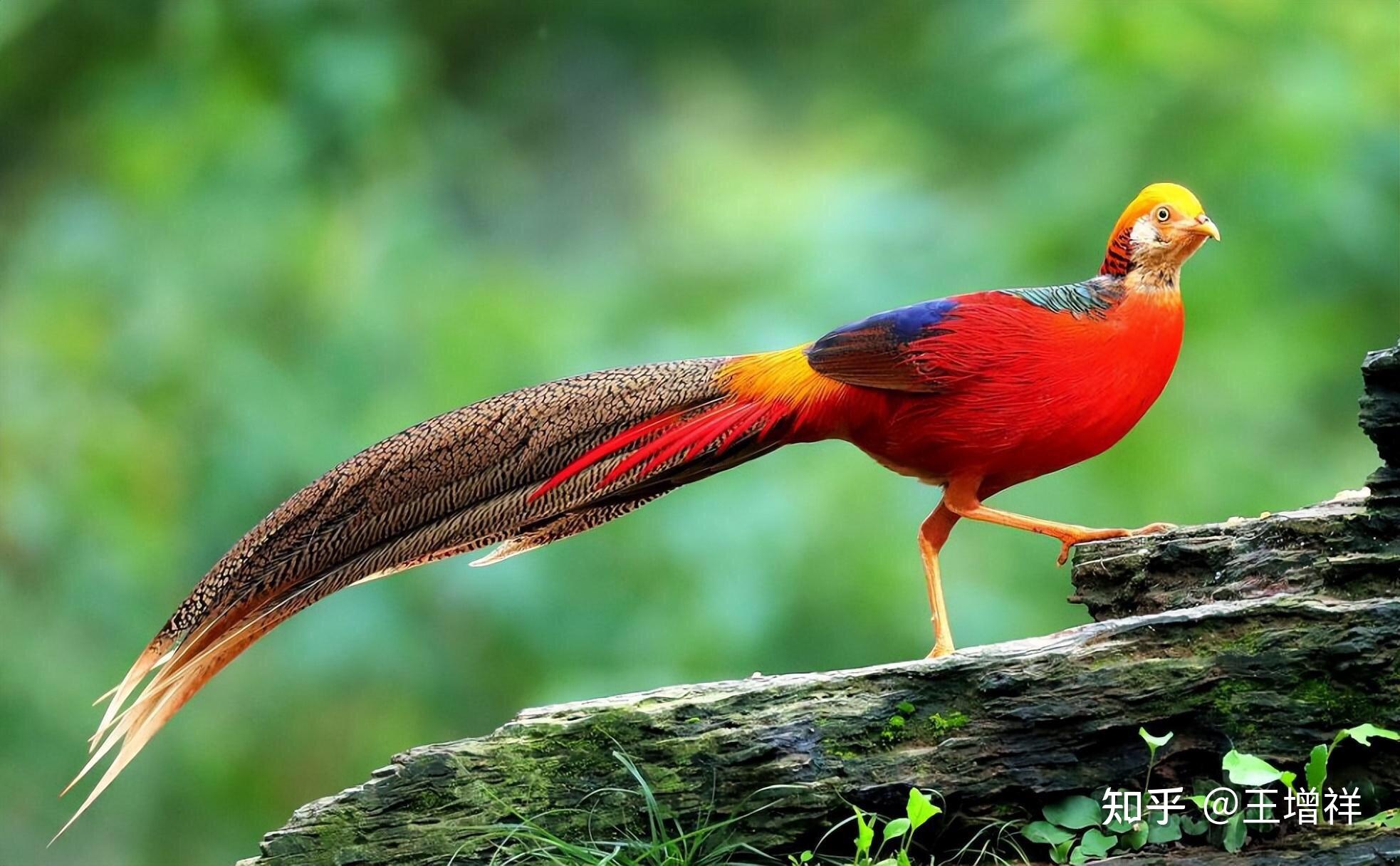 中国最美的100个地方——九寨沟(63) - 知乎