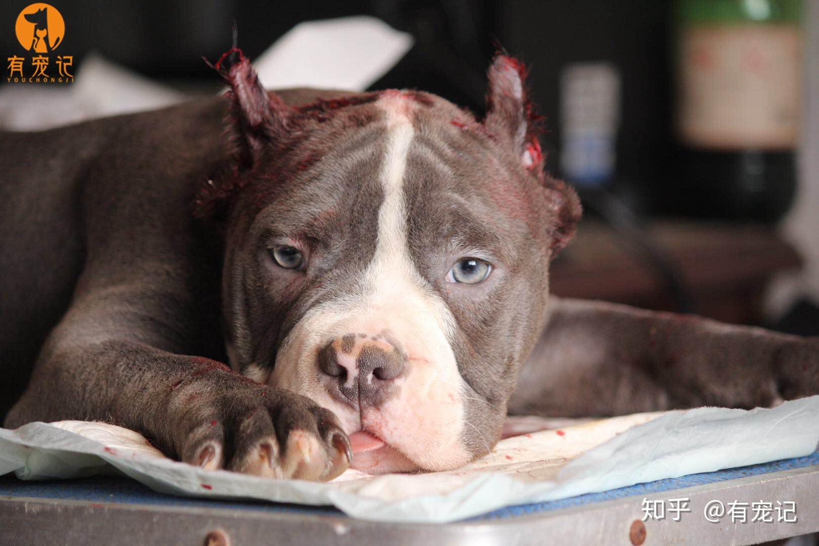 有宠记的美国恶霸犬裁耳手术