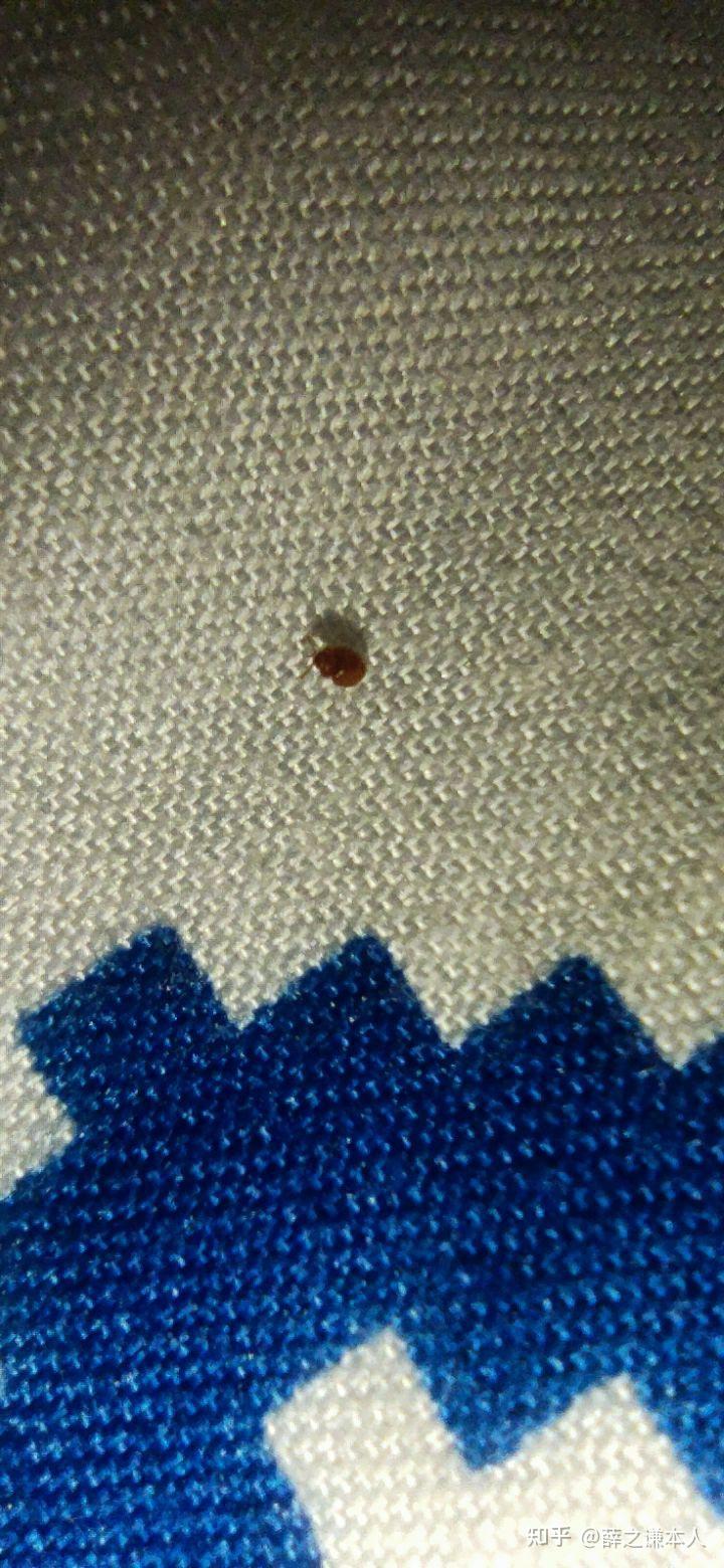 家里最近出现了很多芝麻粒大小棕褐色的小甲虫谁知道这是什么虫子啊