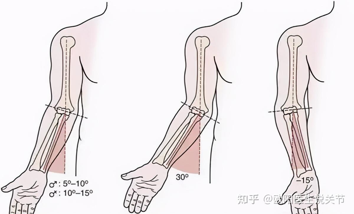 并不在一条直线上,而是会形成一定外翻角度,一般10～15度,称为"提携角