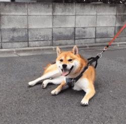 动图封面